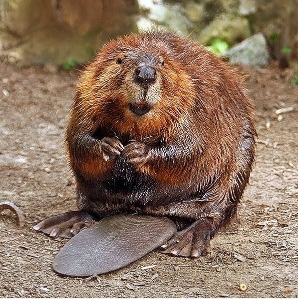 Trimmed beaver needs a tool