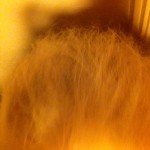 Broken hair from coloring at home.