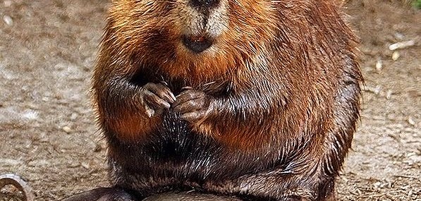 Beaver Trim: How to Tame Your Beaver