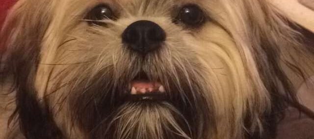 Dog Salon or Hair Salon: Where Does Your Pet Belong?