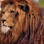 Hair Hygiene: The Do’s & The Don’ts To Fragrant Hair